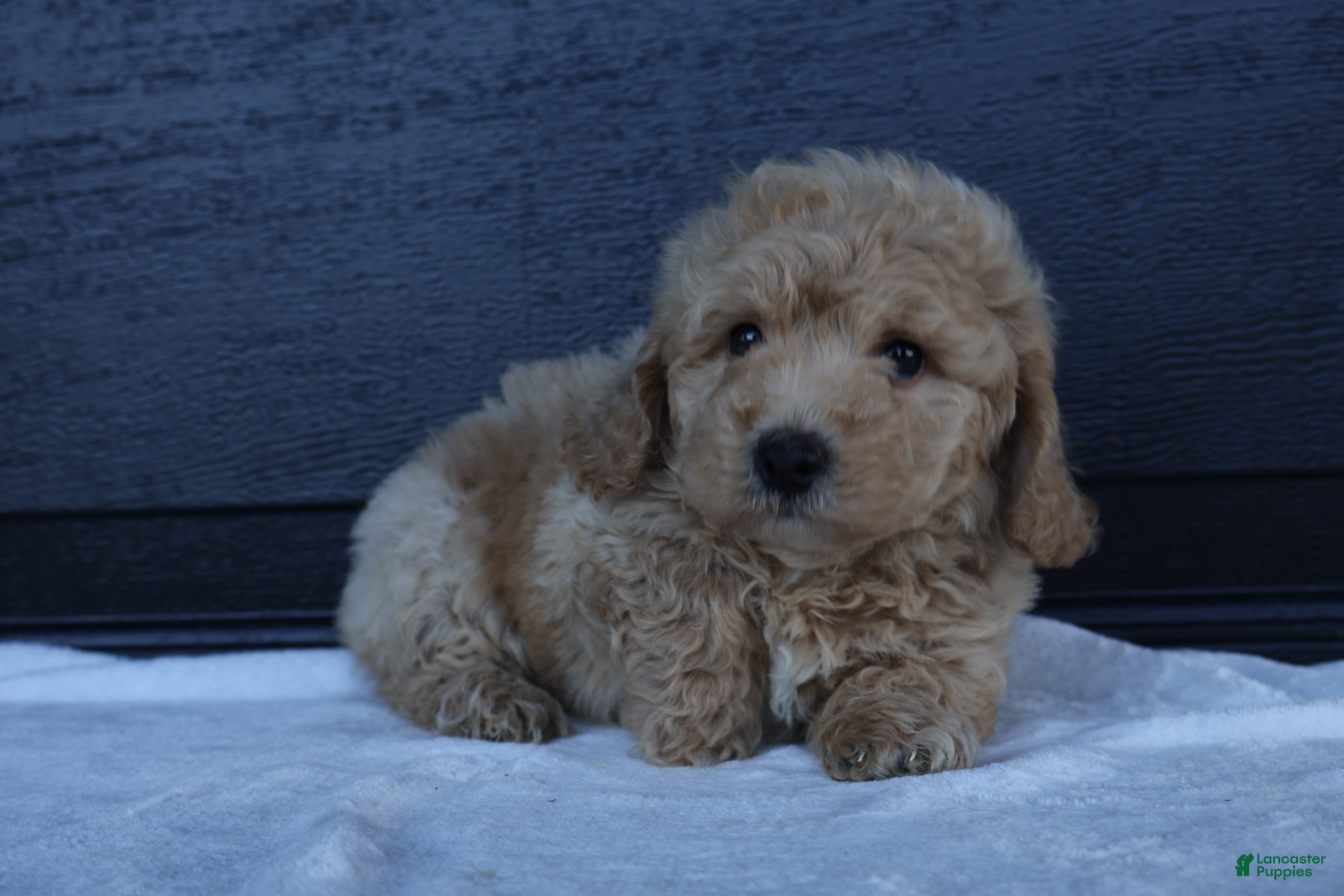 Bichpoo dogs Smokey - Ad 2