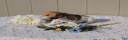 Jack Russell Terrier dogs for sale: Coffee - Ad 3