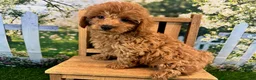 Maltipoo dogs for sale: Oliver - Ad 3