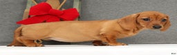 Miniature Dachshund dogs for sale: Ginger - Ad 3