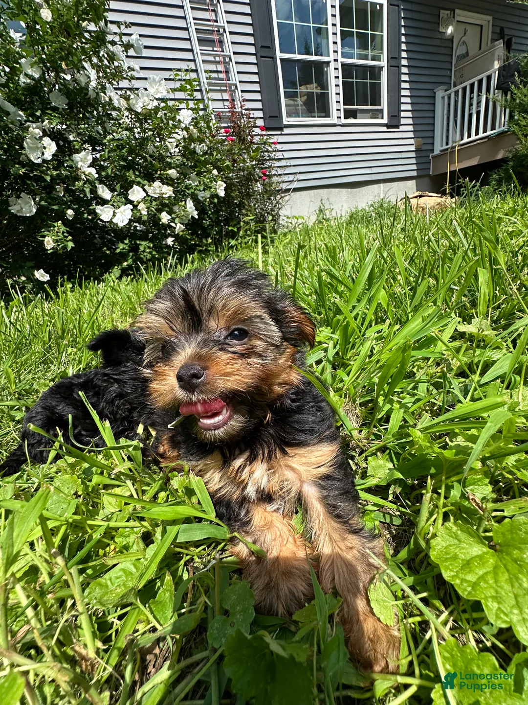 Yorkiepoo dogs for sale: White  - Ad 2