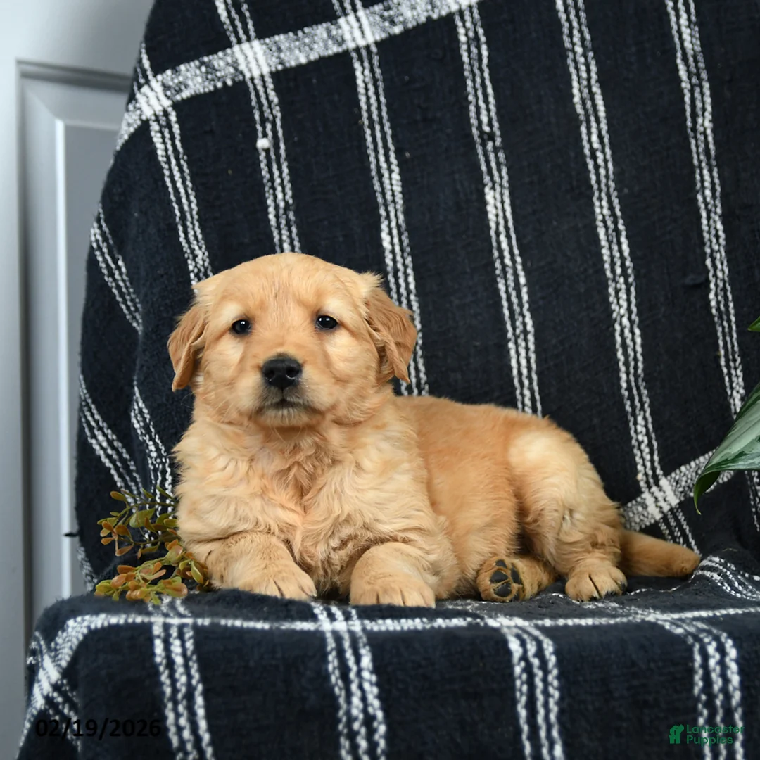 Golden Retriever dogs for sale: Crumbles - Ad 3