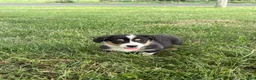 Welsh Corgi Pembroke dogs for sale: Welsh Corgi Pembroke 2 - Ad 5