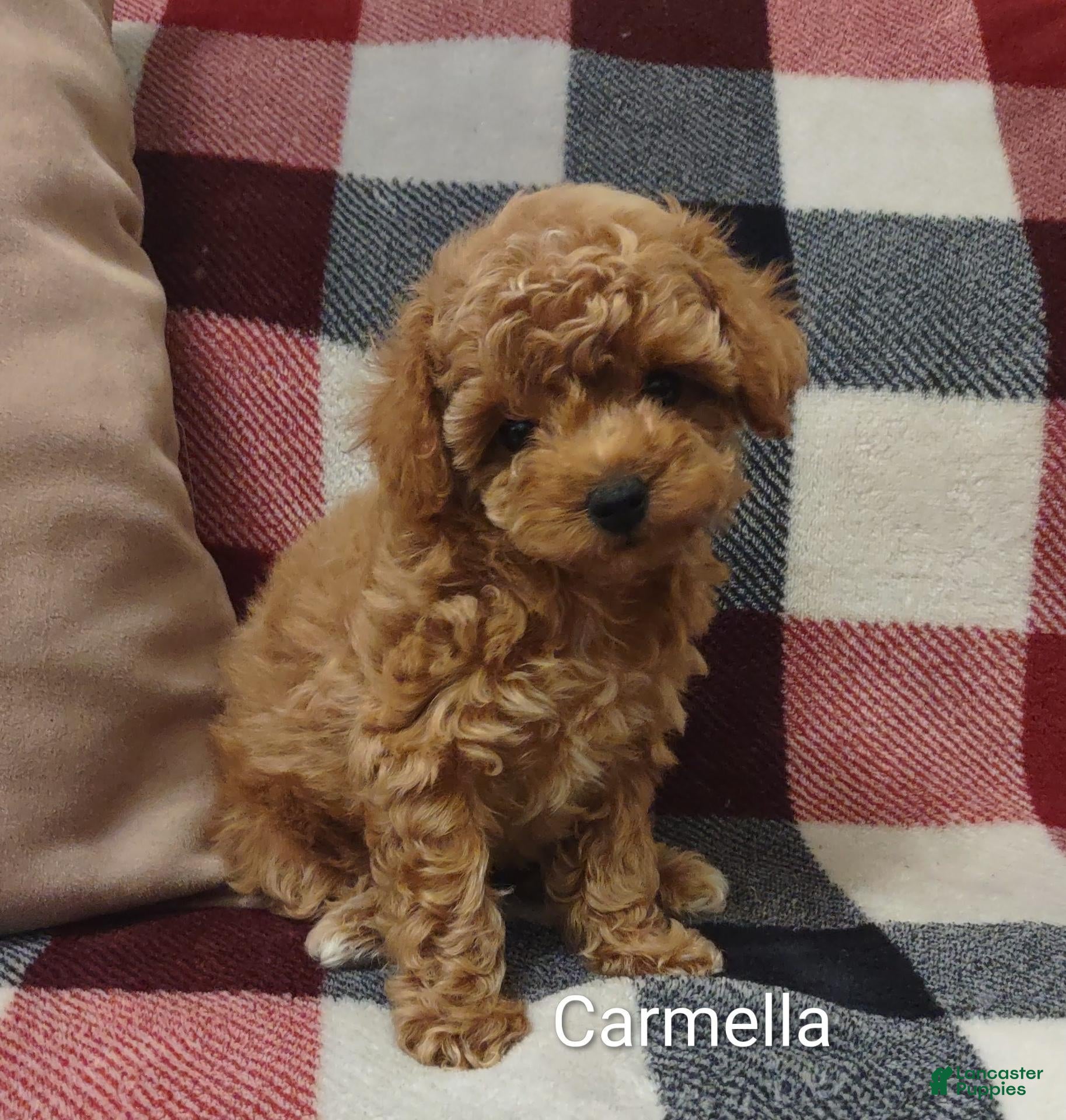 Toy Poodle dogs Carmella - Ad 1