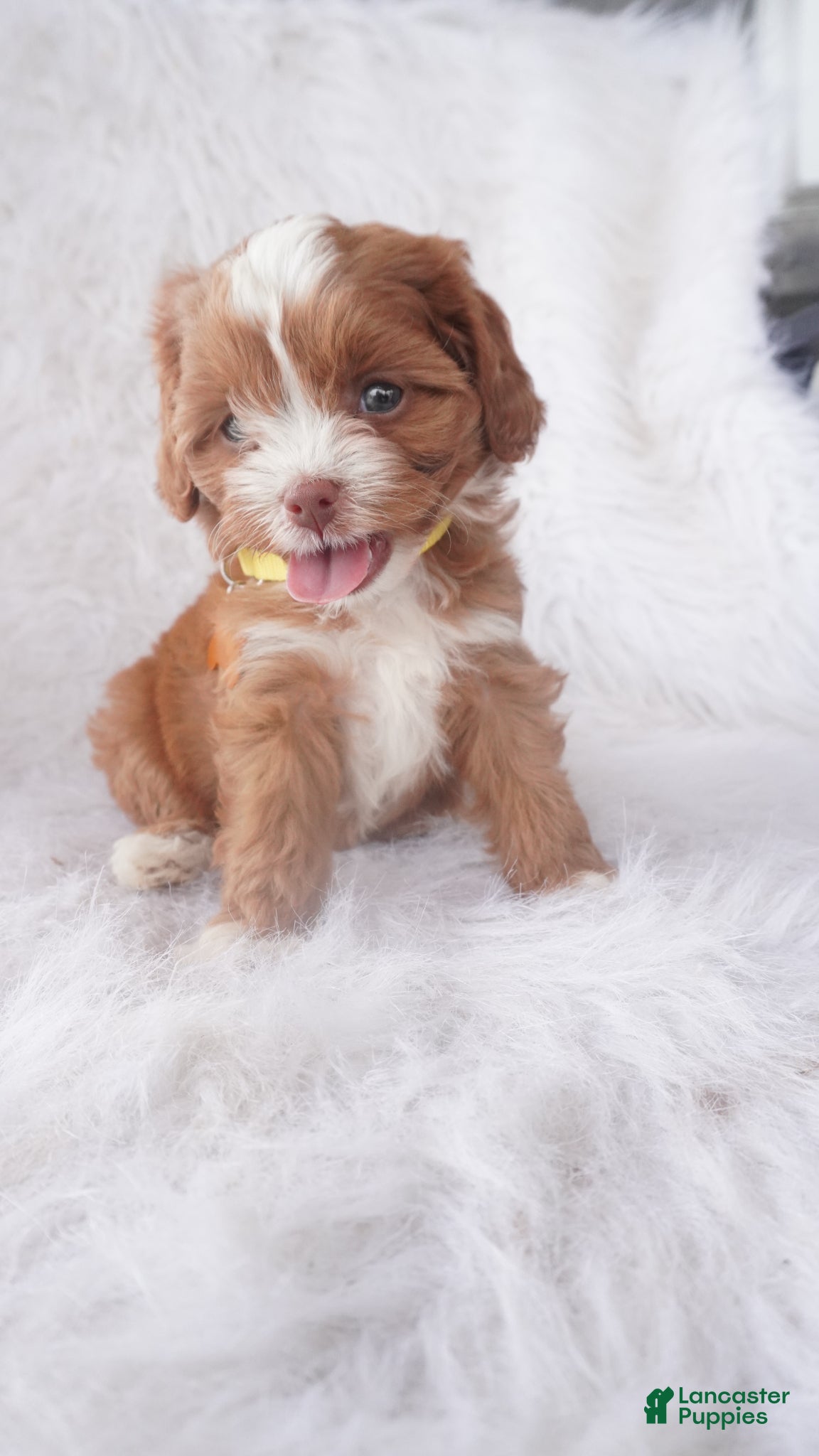 Cavapoo dogs Jacy  - Ad 2