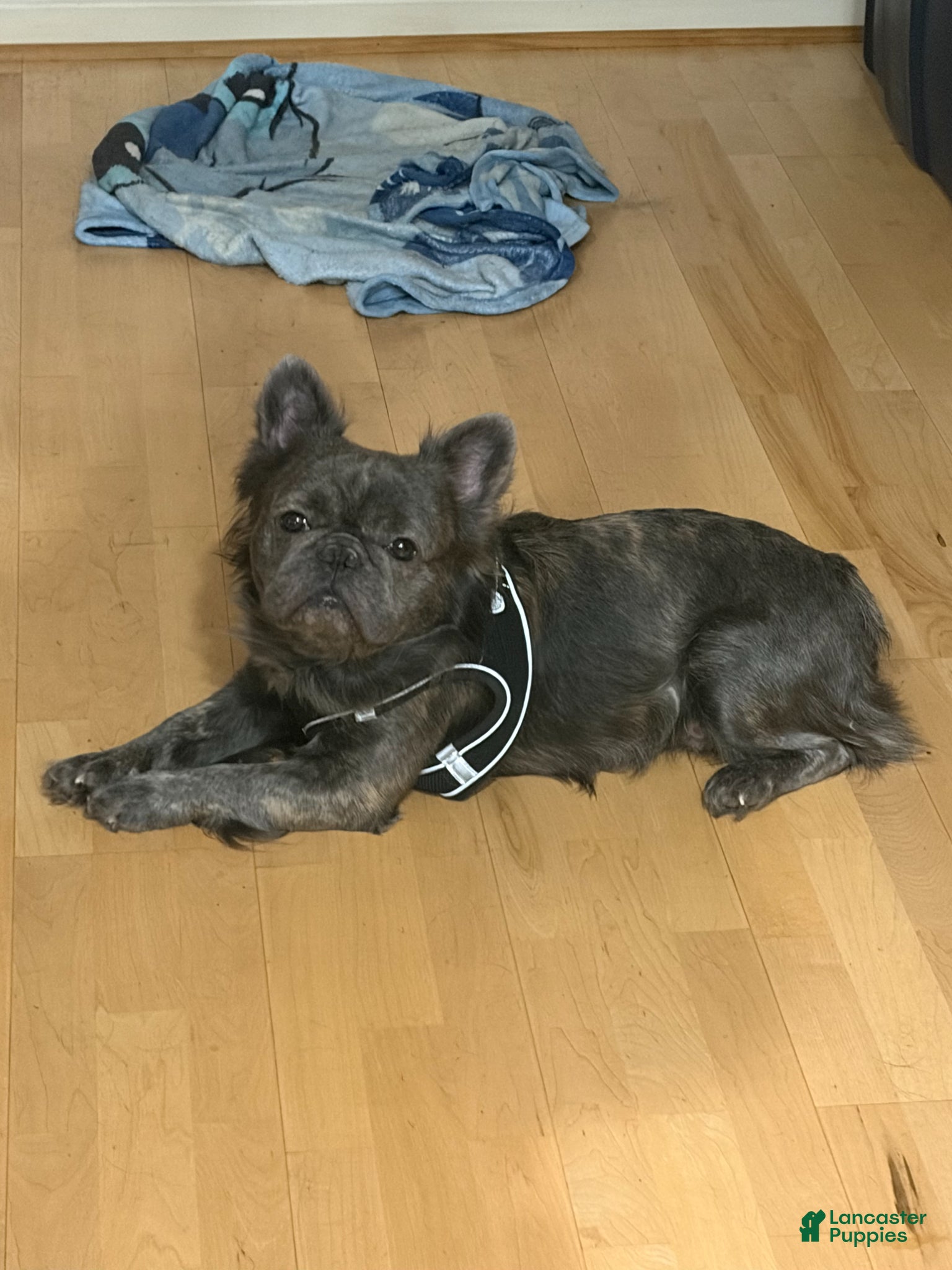 French Bulldog dogs French Bulldog  - Ad 34