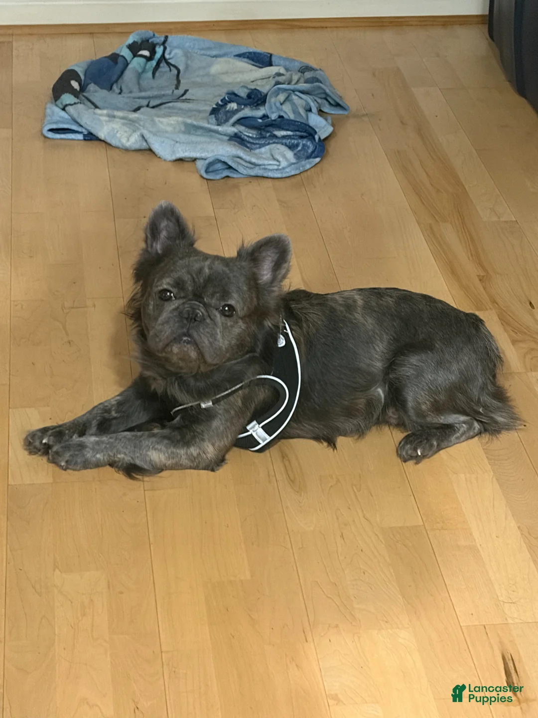 French Bulldog dogs for sale: French Bulldog  - Ad 1