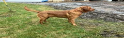 Labrador Retriever dogs for sale: Maya - Ad 3
