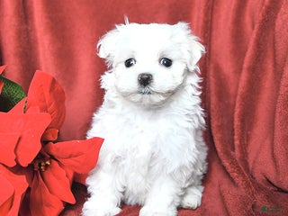 Maltese dogs Joy - Ad 27