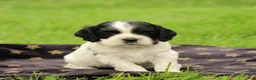 Cocker Spaniel dogs for sale: Willow - Ad 4
