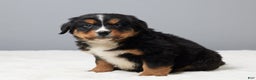 Bernese Mountain Dog dogs for sale: Falco - Ad 4