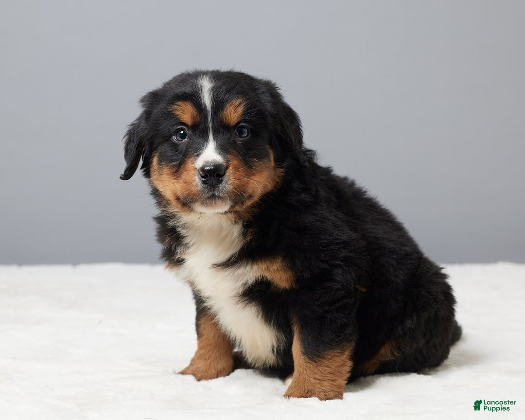 Bernese Mountain Dog dogs for sale: Falco - Ad 4