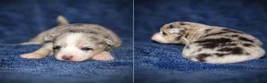 Pomsky 5