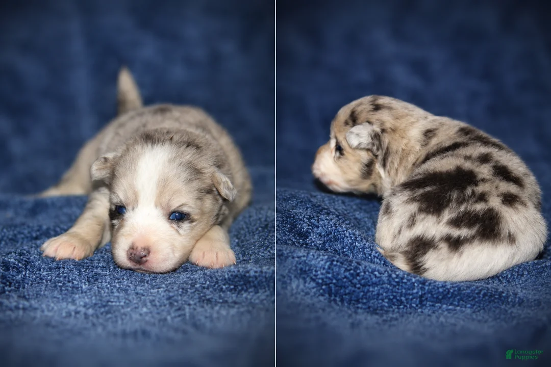 Pomsky dogs for sale: Pomsky 5 - Ad 1