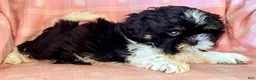 Shih Tzu dogs for sale: Sam - Ad 5