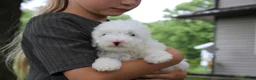 Mini Goldendoodle dogs for sale: Ty - Ad 2