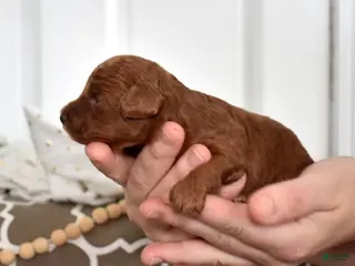 Toy Poodle dogs Cassie - Ad 38