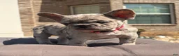 French Bulldog dogs for sale: Freeza  - Ad 3