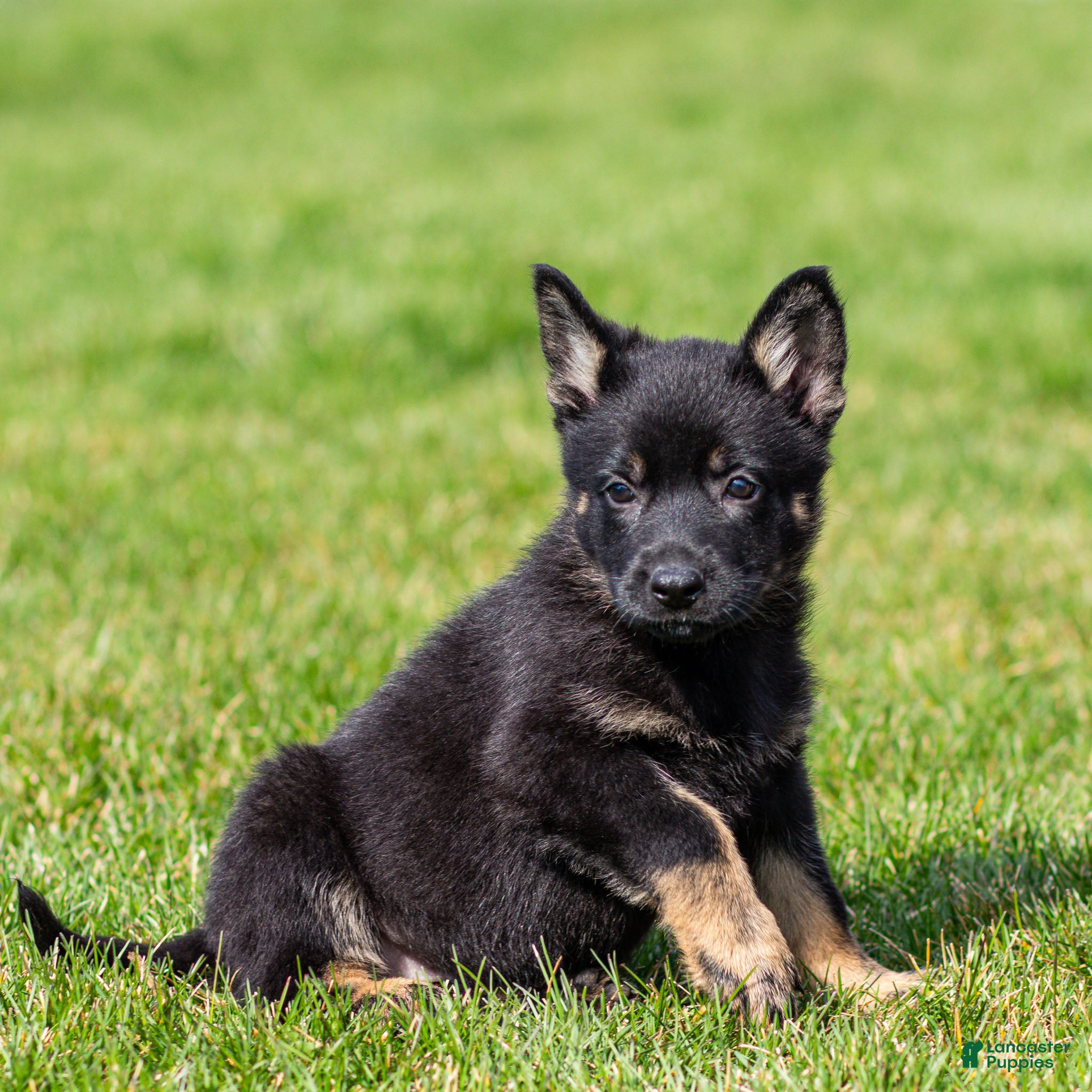 German Shepherd dogs Sadie German Shepherd Puppy  - Ad 2
