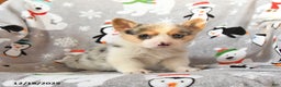 Welsh Corgi Pembroke dogs for sale: Gizmo - Ad 4