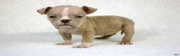 American Bully dogs for sale: Fawn Merle Female - Ad 1