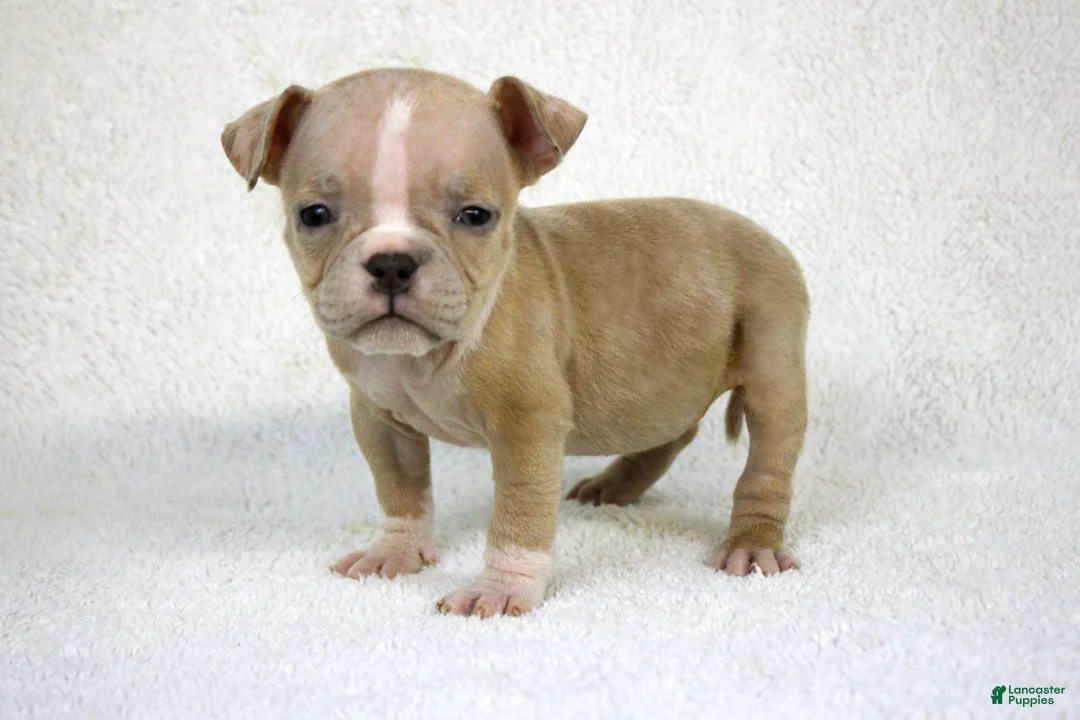 American Bully dogs for sale: Fawn Merle Female - Ad 1