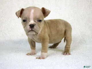 American Bully dogs Fawn Merle Female - Ad 21