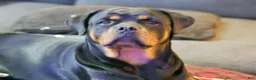 Rottweiler dogs for sale: Scarlett - Ad 24
