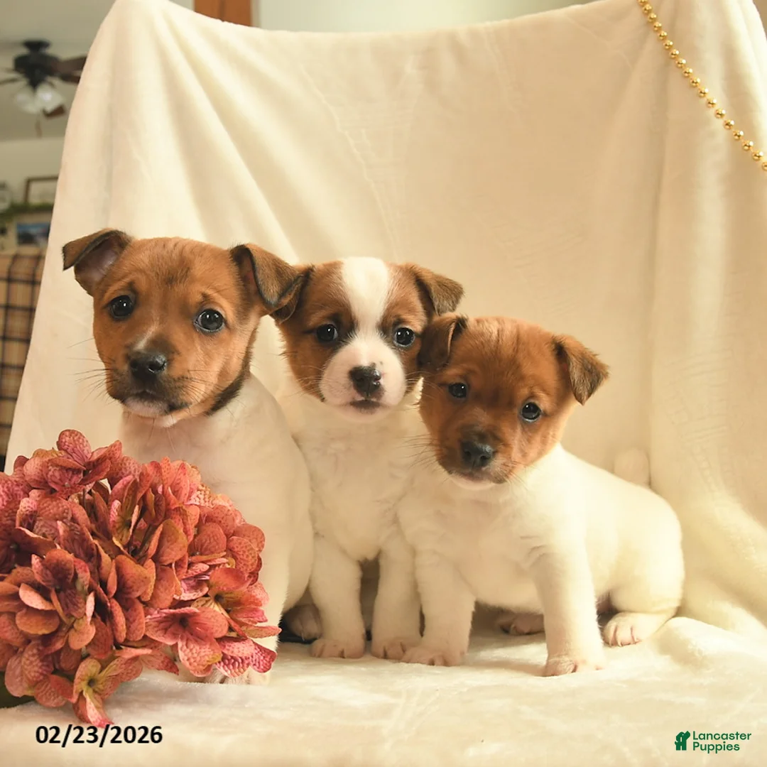 Jack Russell Terrier dogs for sale: Kailey  - Ad 3