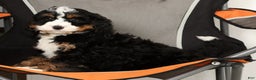 Mini Bernedoodle dogs for sale: Bingo - Ad 8