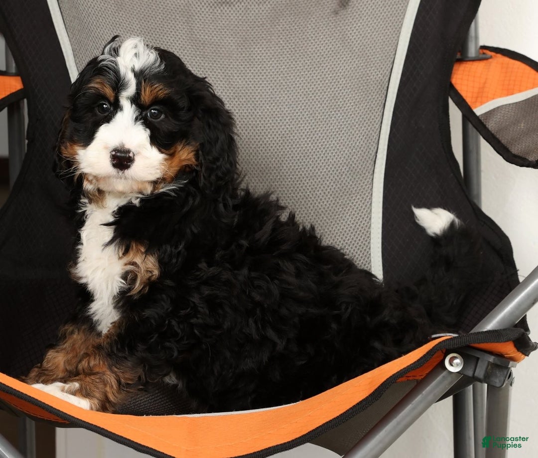 Mini Bernedoodle dogs for sale: Bingo - Ad 8