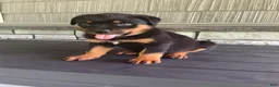 Rottweiler dogs for sale: Deasel  - Ad 11