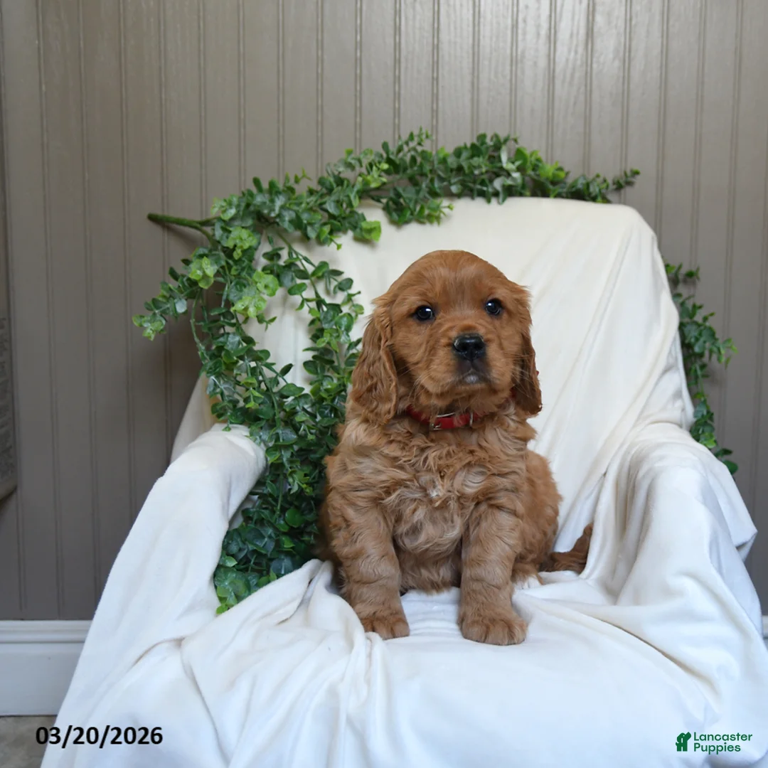 Miniature Golden Retriever dogs for sale: Jimmy - Ad 3
