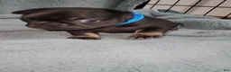 French Bulldog dogs for sale: Bruno - Ad 5