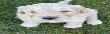 Butters