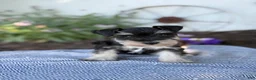 Miniature Schnauzer dogs for sale: Tereesa - Ad 8