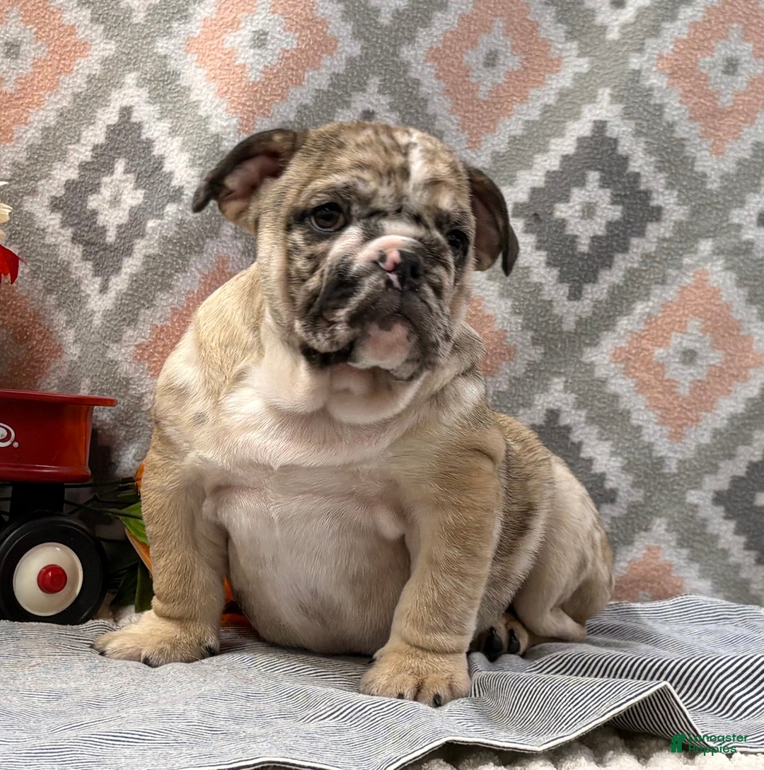 English Bulldog dogs for sale: Banjo - Ad 5