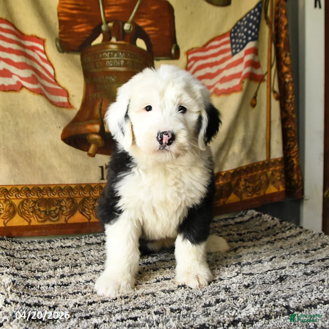 Old English Sheepdog dogs for sale: Violet - Ad 1