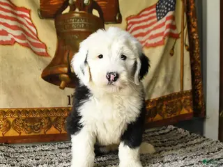 Old English Sheepdog dogs for sale: Violet - Ad 1