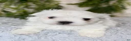 Maltese dogs for sale: Puppy 1 - Ad 5