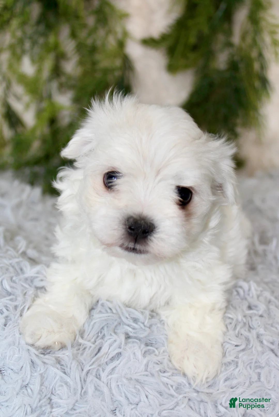 Maltese dogs for sale: Puppy 1 - Ad 5