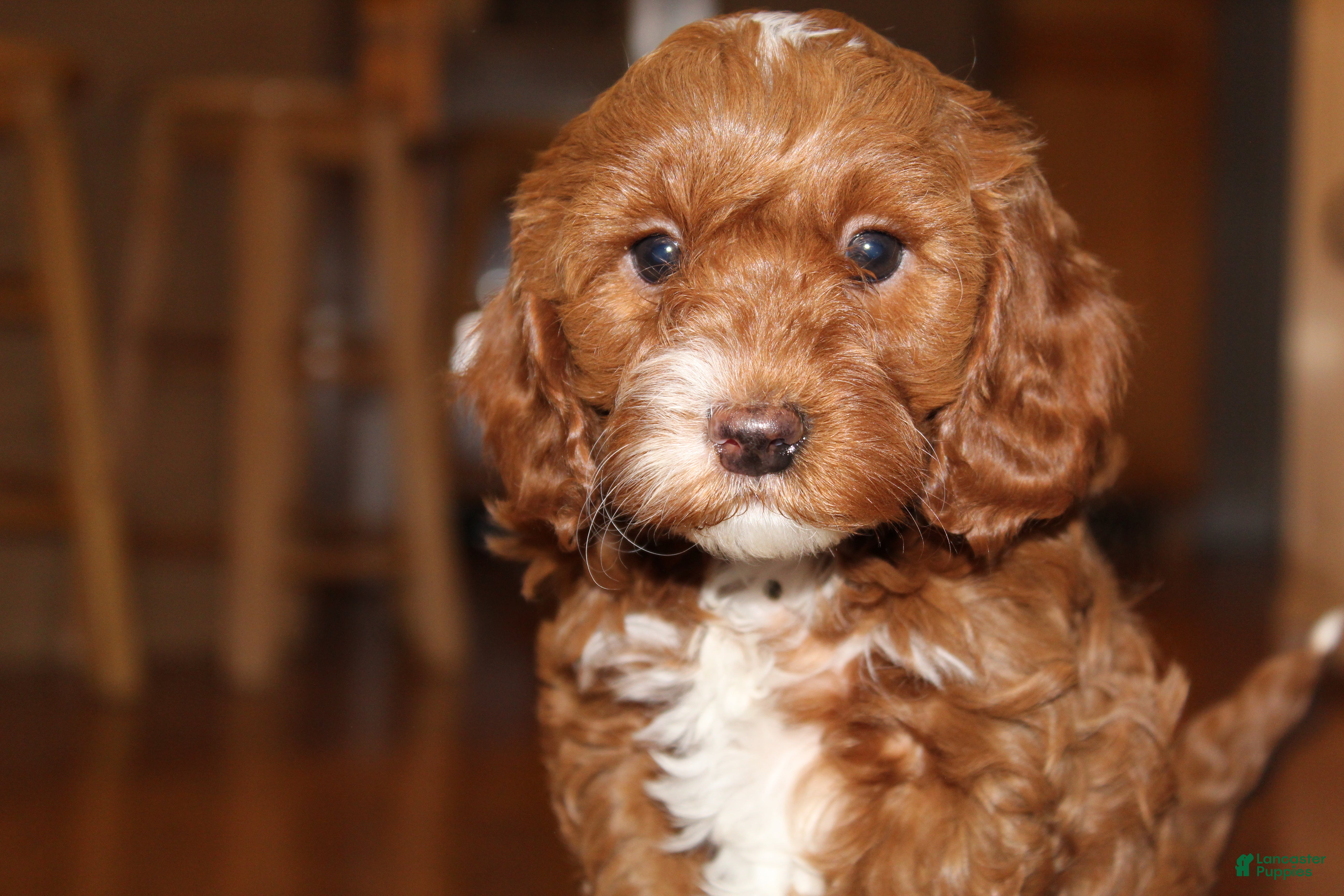 Cavapoo dogs Kimber - F1B Cavapoo Female - Ad 4