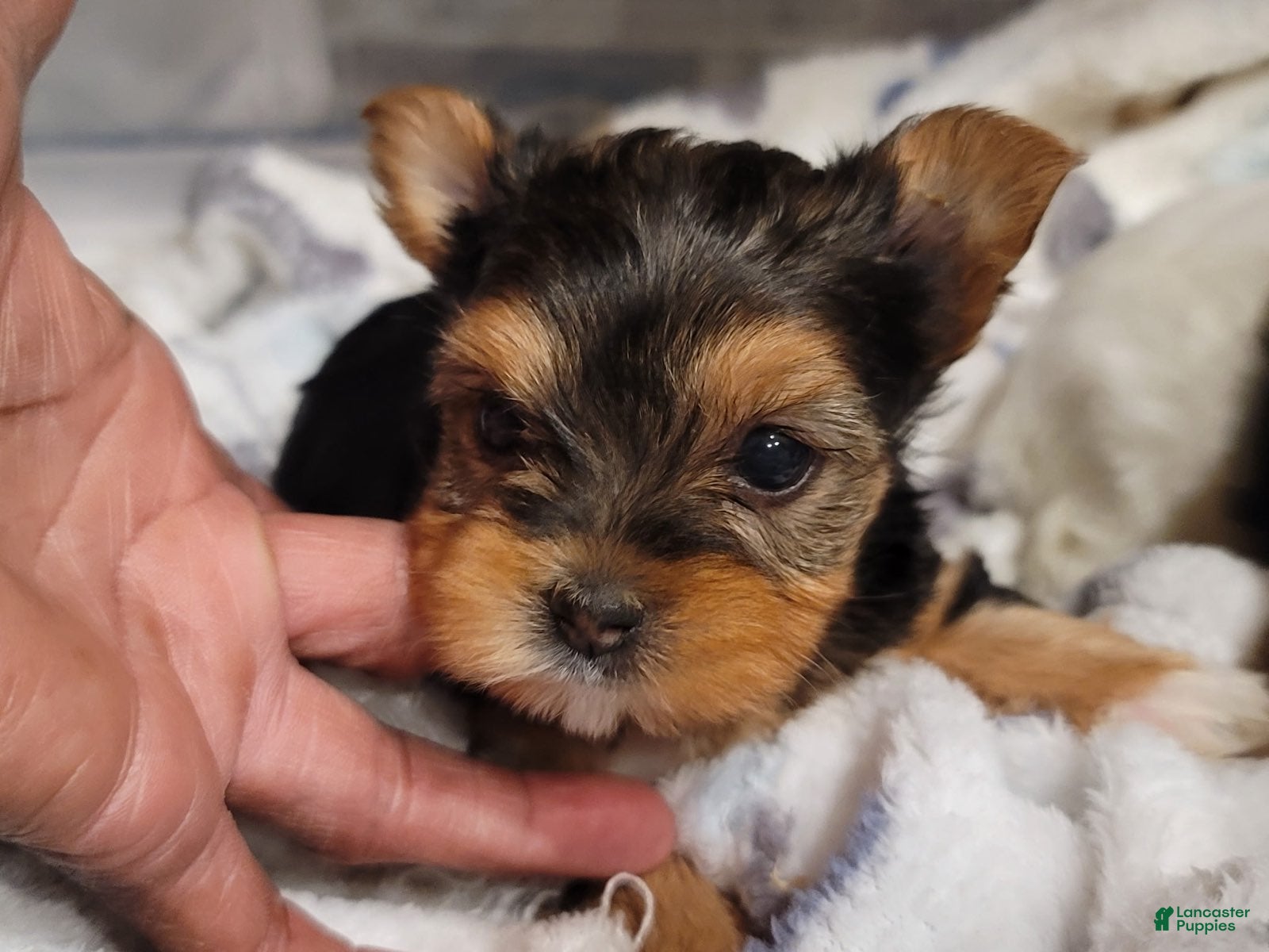 Yorkshire Terrier dogs Loveable - Ad 2