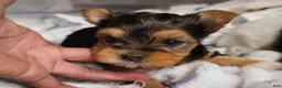 Yorkshire Terrier dogs for sale: Loveable - Ad 2