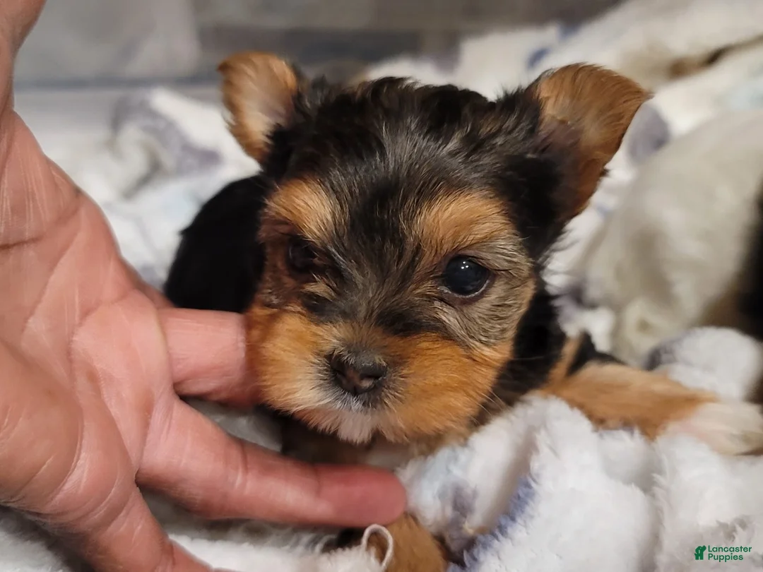 Yorkshire Terrier dogs for sale: Loveable - Ad 2