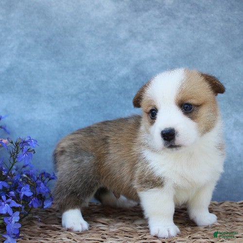 Welsh Corgi Pembroke dogs for sale: Gouda - Ad 3