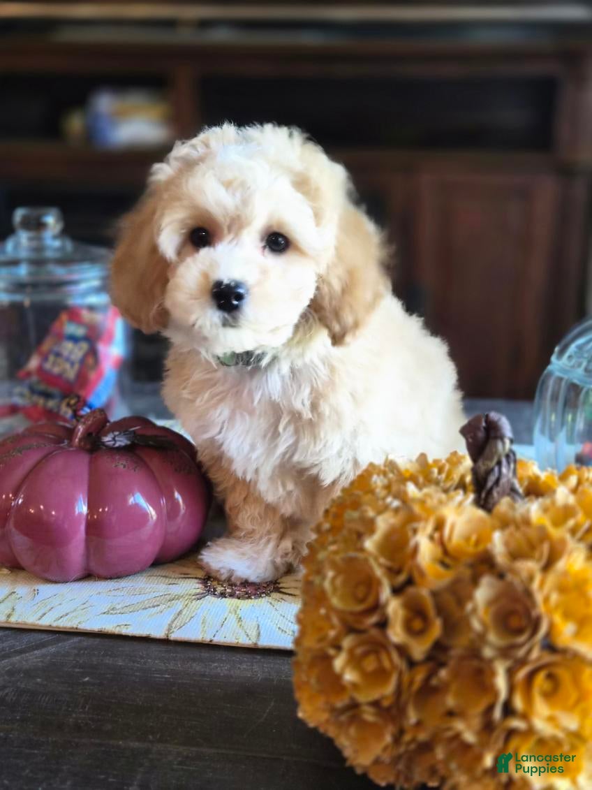 Maltipoo dogs Benji - Ad 2