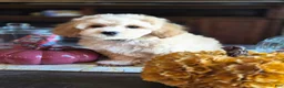 Maltipoo dogs for sale: Benji - Ad 2