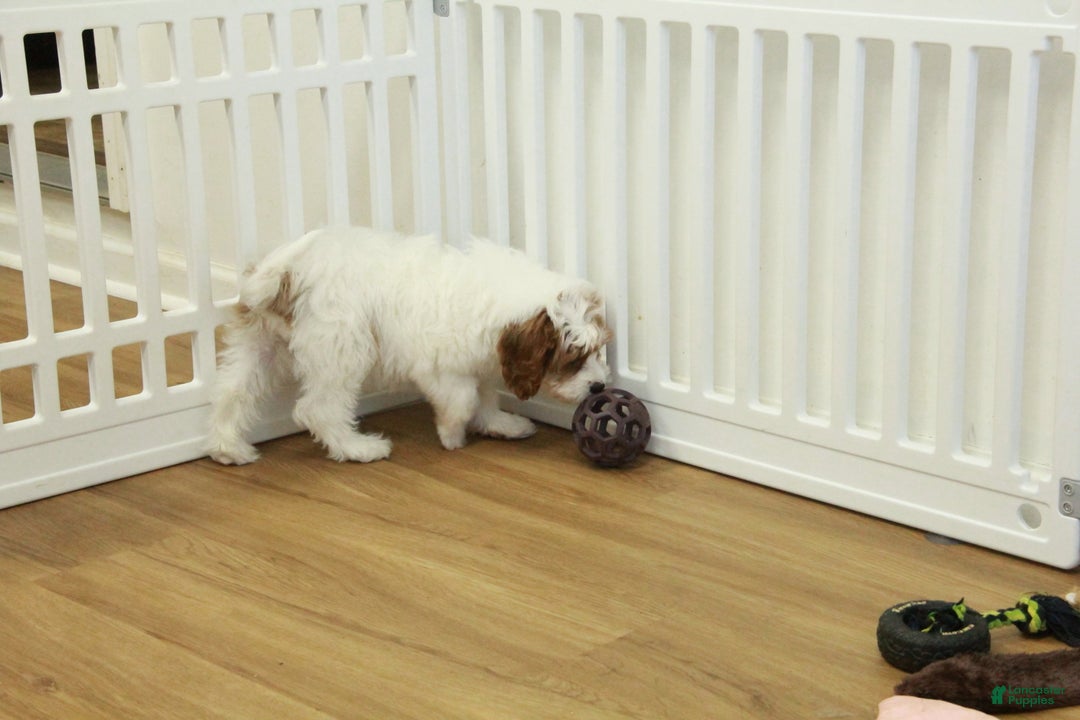 Cavapoo dogs for sale: Madelyn - Ad 12