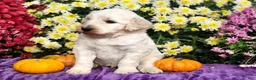 Goldendoodle dogs for sale: Wilkos - Ad 5